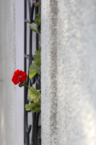 Flor vermelha na parede nua cinza — Fotografia de Stock