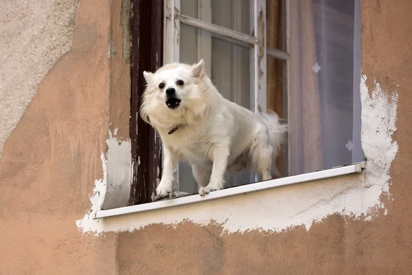 Small dog barking in window — Stock Photo, Image