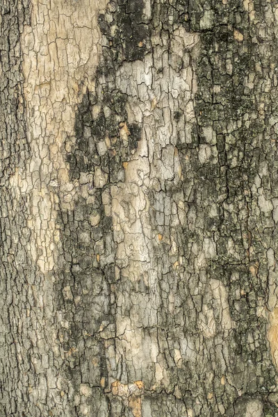Старая кора дерева — стоковое фото