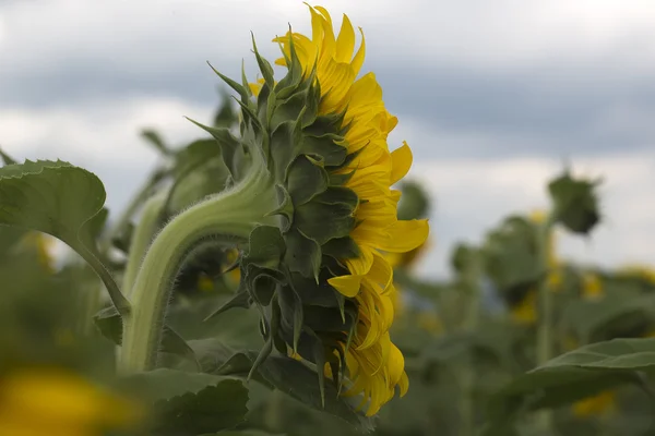 Sunflower and cloudy sky — Stock Photo, Image