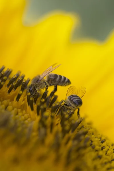 ヒマワリの 2 つの蜂 — ストック写真