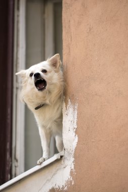 Küçük köpek penceresinde baying