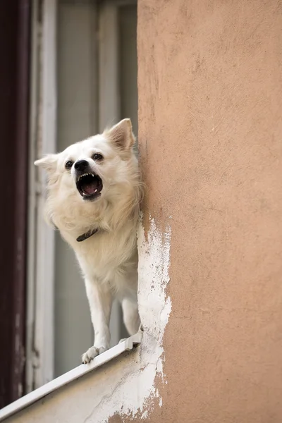 Little dog baying in window — Stock Photo, Image