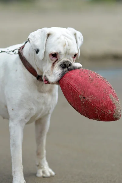 White rottweiler with red ball — Stock Photo, Image