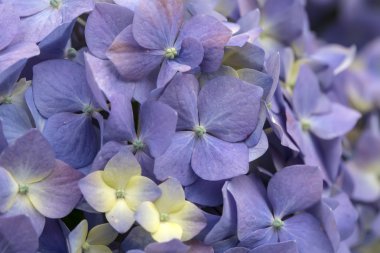 Bahçedeki ortanca çiçekleri