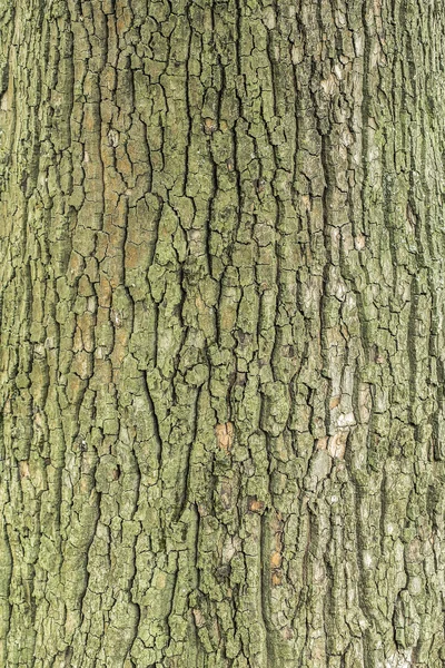 Corteccia di vecchio albero — Foto Stock