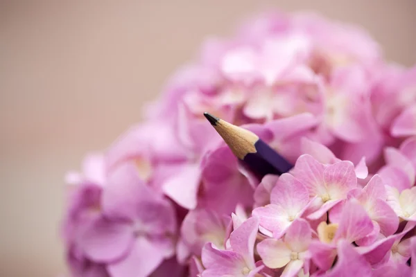 Pencil in Hydrangea flowers — Stock Fotó