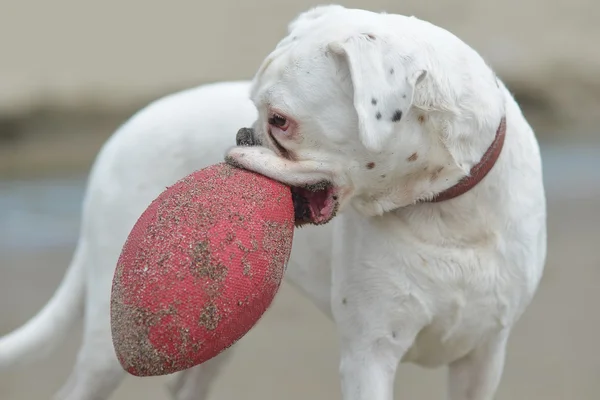 Padigree dog with red ball — Stock Photo, Image