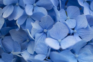 Bahçedeki ortanca çiçekleri