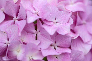 Bahçedeki ortanca çiçekleri