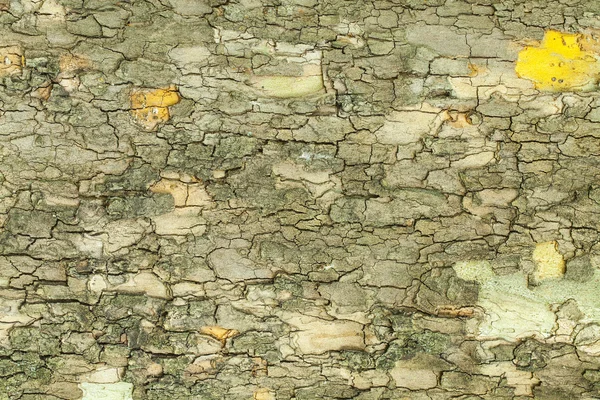 Struttura della corteccia dell'albero — Foto Stock