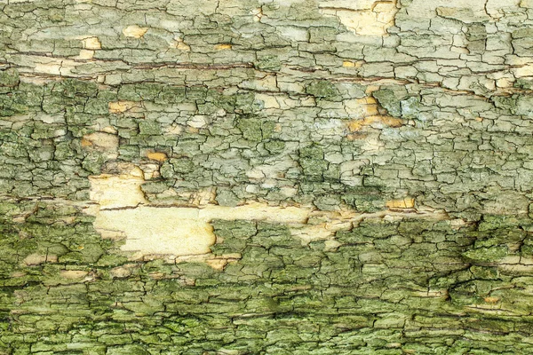 Texture écorce d'arbre — Photo