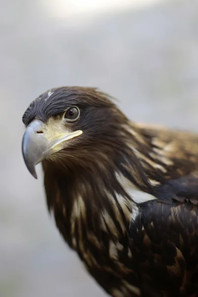 Красиві диких орел — стокове фото