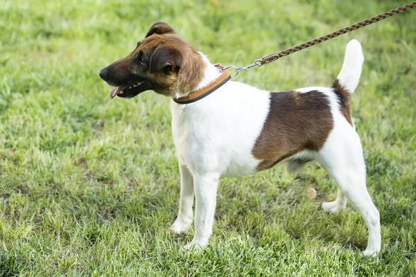 Fox or jack russel terrier on grass — 图库照片