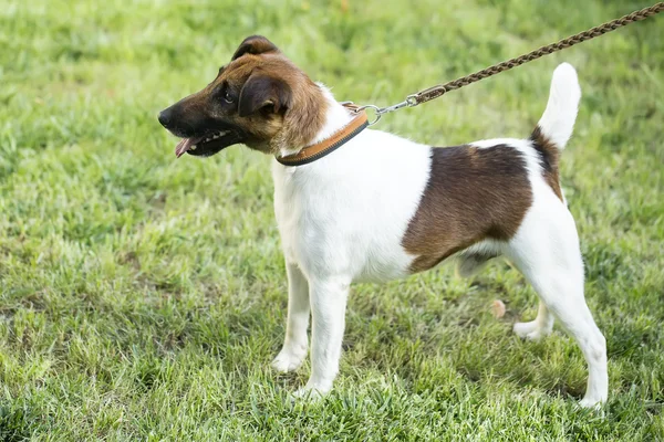 Fox or jack russel terrier on grass — Stok fotoğraf