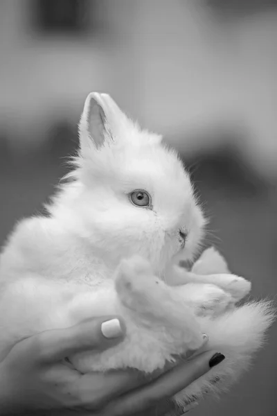 Small white rabbit in hands — Stockfoto