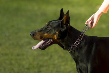 Pedigree doberman in park