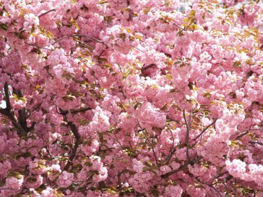 Sakura çiçeği içinde