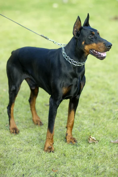 Pedigree doberman outdoor — 图库照片