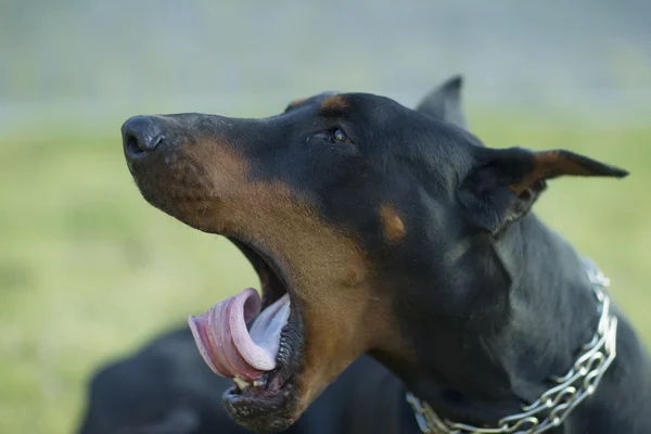 Sbadigliare doberman . — Foto Stock