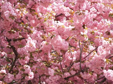 Sakura çiçeği içinde