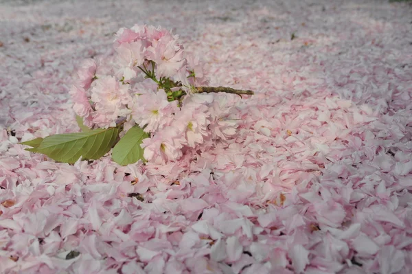 Bouquet Sakura a terra — Foto Stock