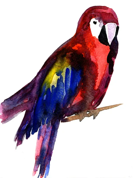 Акварель папуга — стокове фото