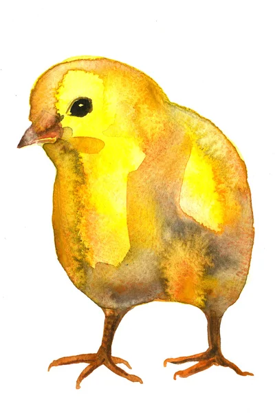 Watercolor chicken — Stock Photo, Image