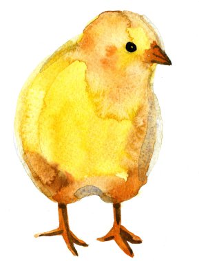 Suluboya tavuk