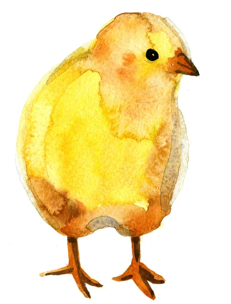 Watercolor chicken — Stock Photo, Image