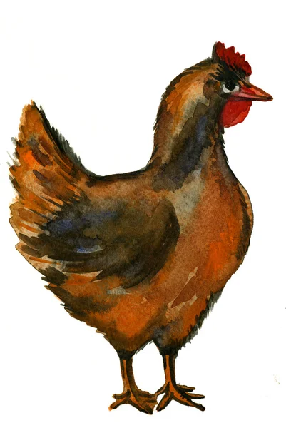 Watercolor hen — 스톡 사진
