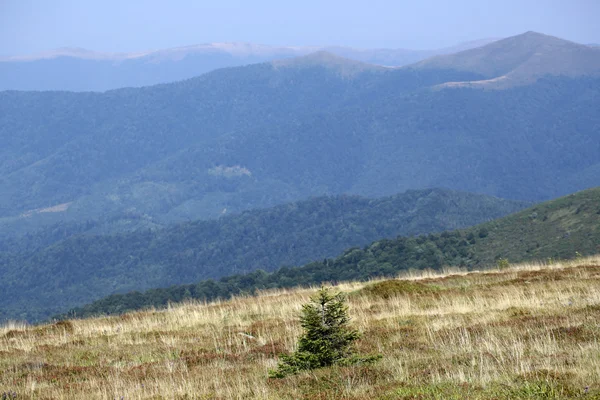 Sfondo naturale — Foto Stock