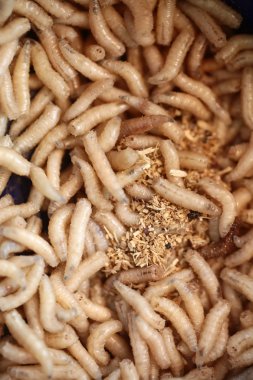 Many maggots