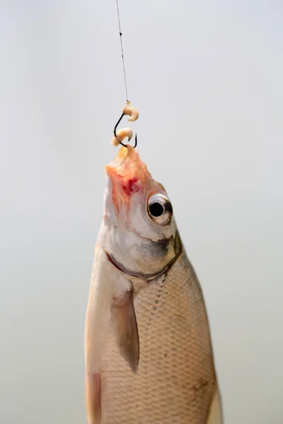 Peixe no gancho — Fotografia de Stock