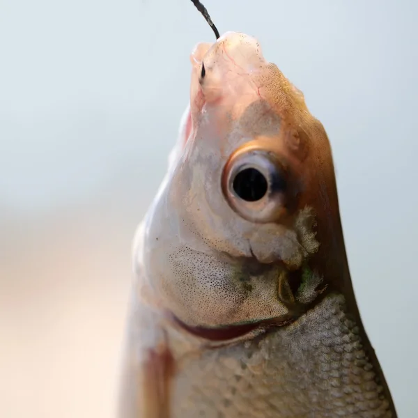 Vissen op de haak — Stockfoto