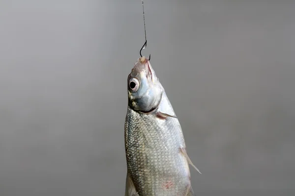 Ryby na háček — Stock fotografie