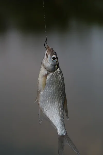 Vissen op de haak — Stockfoto