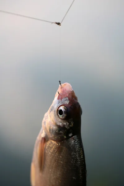 Vissen op de haak — Stockfoto