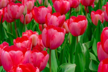 Yumuşak laleler. Güneşli bahar gününde bahçede açan inanılmaz şehvetli, parlak lale çiçekleri. Parktaki kırmızı laleler. Bahar manzarası. Lale tarlası. Bahar çiçekleri