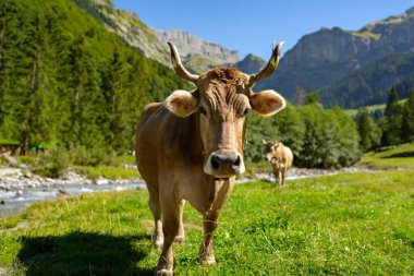 Çimenlikteki inek. İnek huzur içinde otluyor. Sığırlı yaz çayırı. Kırsalda inek otlatıyor. Kırsal yaşam ve çiftlik hayvanları. Süt ineğiyle otlak alan