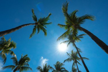 Avuç içi. Güzel palmiye ağaçları. Tropik yapraklar. Egzotik manzara. Güneşli yaz gökyüzü. Cennet adası manzarası. Palmiye ağacı duvar kağıdı. Hindistan cevizi. Tropik tatil sahnesi. Orman dokusu. Miami 'de avuç içi