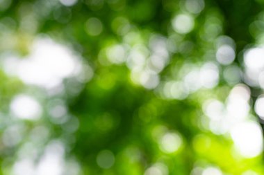 Yeşil doğa geçmişi. Yaz baharı geçmişi. Bulanık yeşil yapraklar. Ağaç dalı arka planda. Yaprak arkaplanı