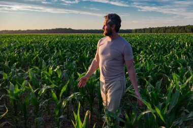 Bir çiftçi mısır tarlasını inceliyor. Erkek çiftçi dışarıda, tarlada çalışıyor. Tarım işçisi çiftçi mısır hasat ediyor. Bir adam mısır tarlasını inceliyor. Çiftçi çiftlikte mısır yetiştirir.