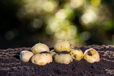 Fresh potatoes just harvested from soil. Organic potatoes lying on natural ground. Raw potatoes with earthy background. Farming concept with fresh potatoes. Potato harvest in fertile soil. Raw organic potatoes