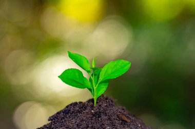 Ground prepared for planting. Planting season. Grunge soil for spring plant