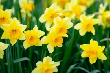 Bahar Narcissus çiçeği arkaplanı. Bahar narsisleri çiçek açar. Bahçedeki Narcissus çiçekleri. Çiçek açan bir narsistin yakın çekimi. Çiçekler bahar arkaplanı