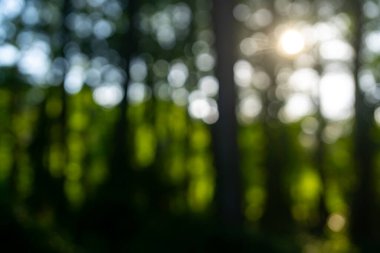 Yeşil doğa. Bulanık orman geçmişi. Yeşillik yaz doğası geçmişi. Yeşil yemyeşil çevre. Ormanda bulanık yeşil yapraklar. Yapraklı doğa deseni. Yeşilliğin bulanık arka planı