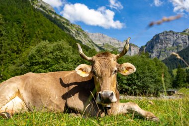 Yeşil bir çayırda duran inek. Çayırda inek var. Çiftlik hayvanları kırsalda otluyor. Sığır ve buzağılarla tarım hayatı. Kırsal alanda bir inek. Otlaklı sığır çiftliği. Süt ineği