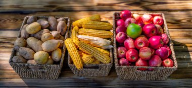 Fresh raw vegetables and fruits. Fresh vegetable selection in green farm. Harvested fruits and vegetables for market. Organic farming produce. Set vegetables in basket. Harvest of colorful vegetables