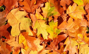 Sonbahar yaprakları yere yakın. Sonbahar tasarımı için arkaplan dokusu. Sarı sonbahar akçaağaç yaprakları. Güneşli bir sonbahar günü. Doğaya düş. Doğal sonbahar arkaplanı